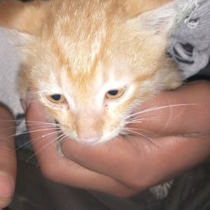 Meet your Posher, Rani